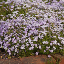 Phlox Subulata Emerald Cushon Blue Phlox Subulata Emerald Cushon Blue