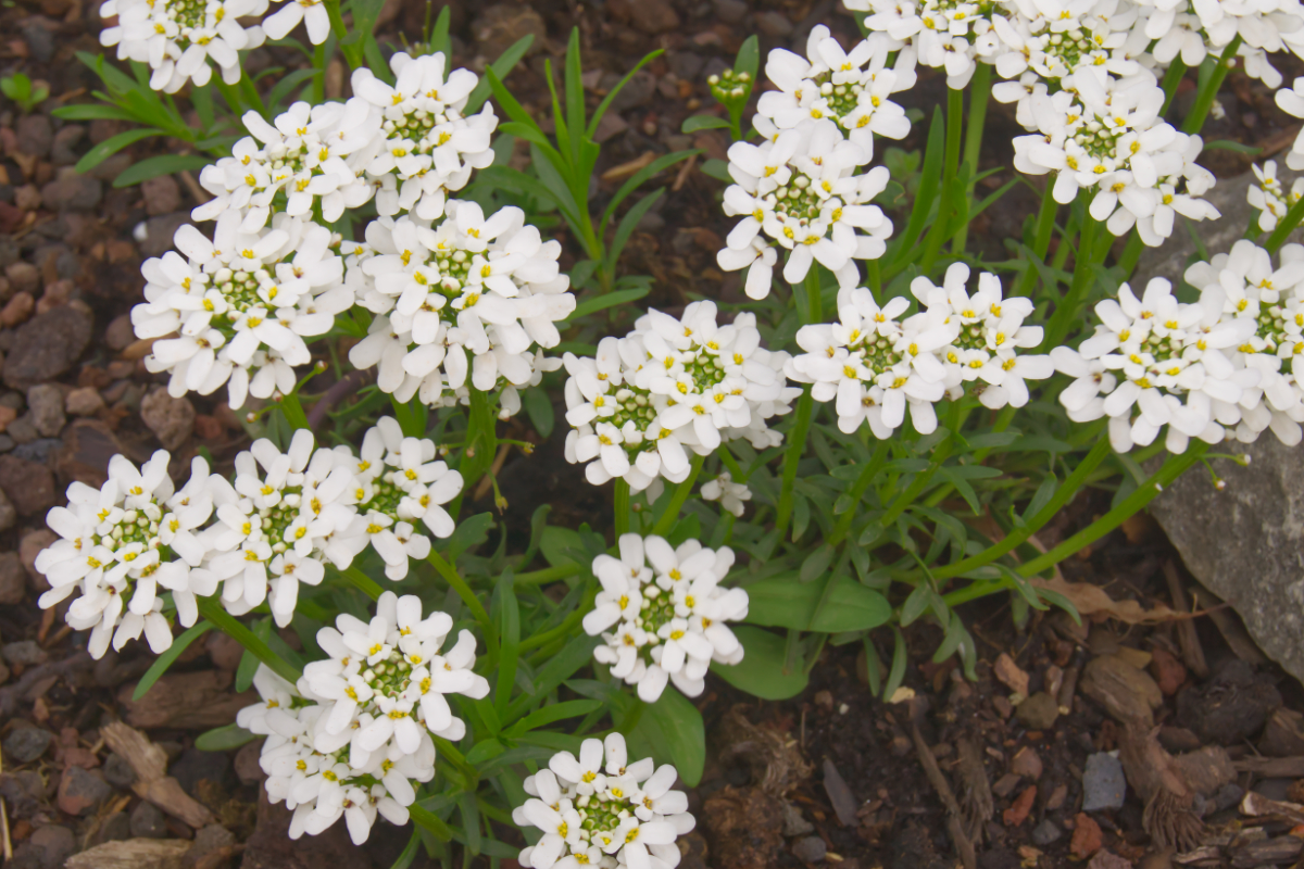 Iberis sempervirens 'Zwergschneeflocke'
