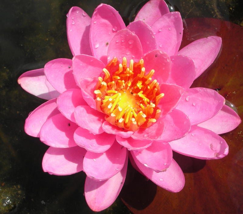 Nymphaea Hybride 'Tamina' - Seerose
