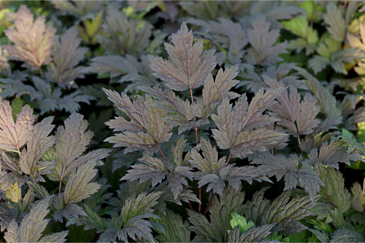Cimicifuga (Actaea) simplex 'Brunette'