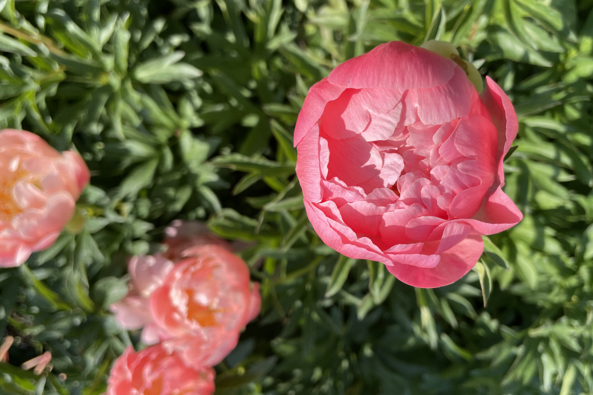 Paeonia Hybride 'Coral Sunset'