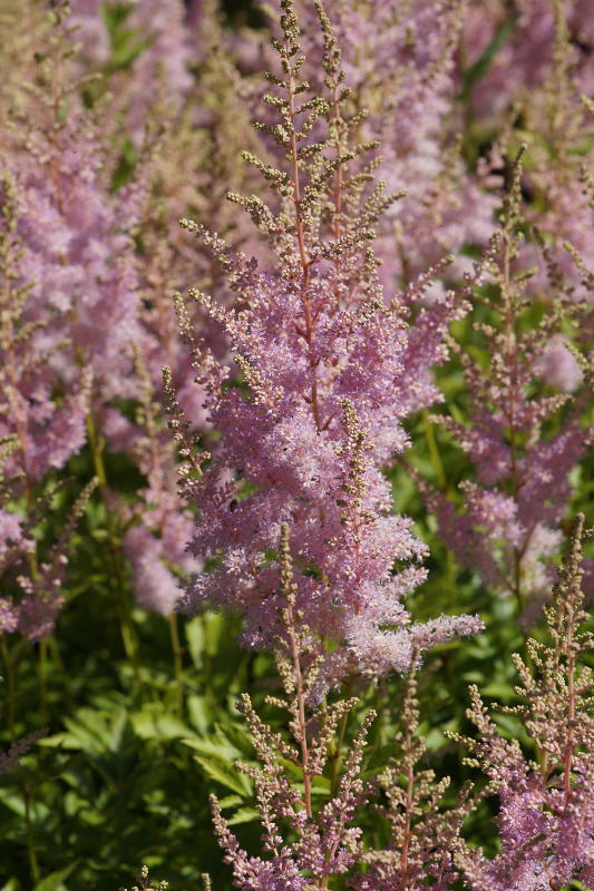 Astilbe Arendsii-Hybr. 'Cattleya'