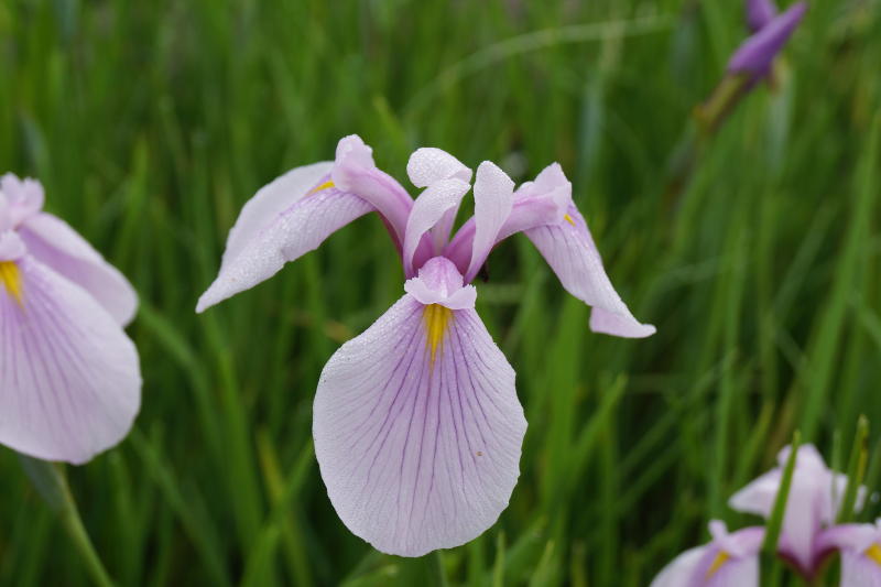 Iris ensata 'Sweet Candy'