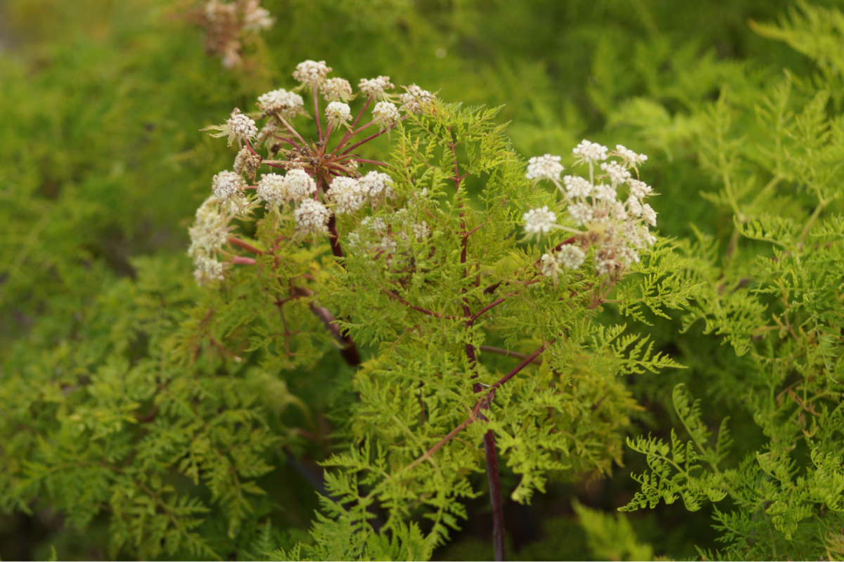 Selinum (Cortia, Ligusticopsis) wallichianum - Kaschmirdolde, Himalaya-Silge