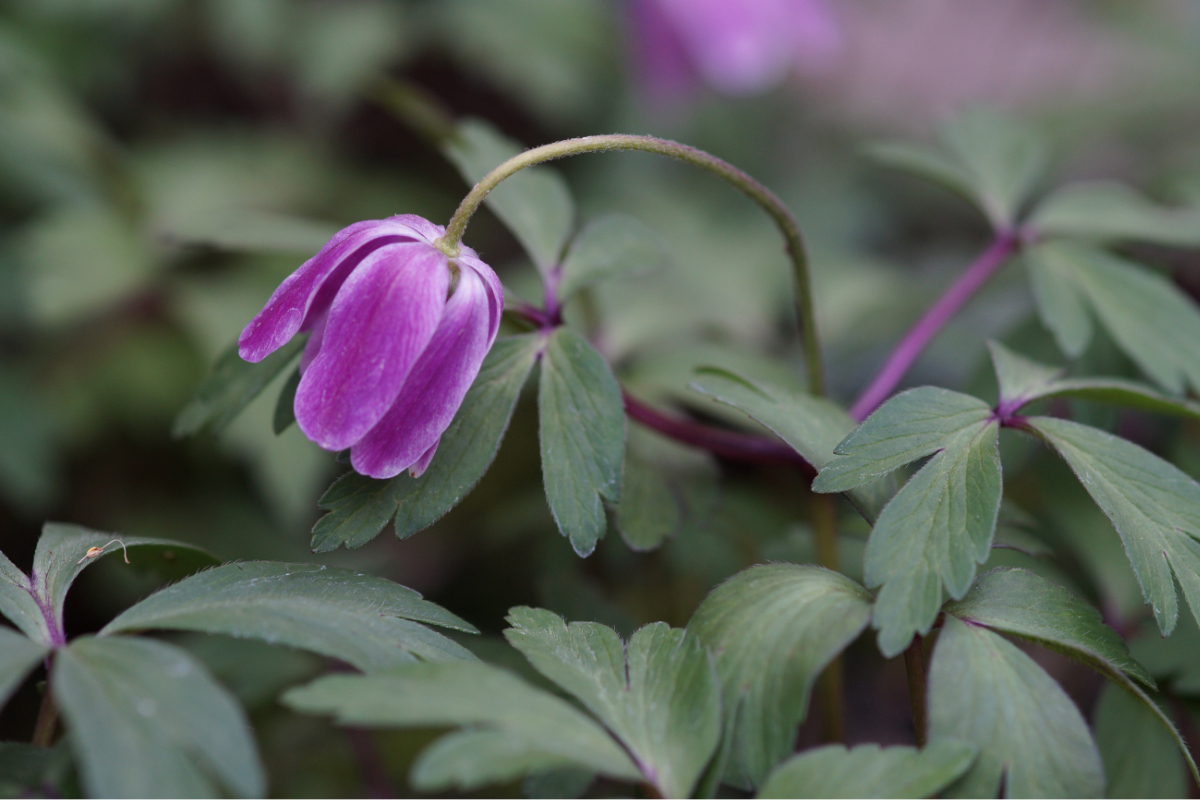 Anemone nemorosa 'Marie Rose' - Buschwindröschen, rosa