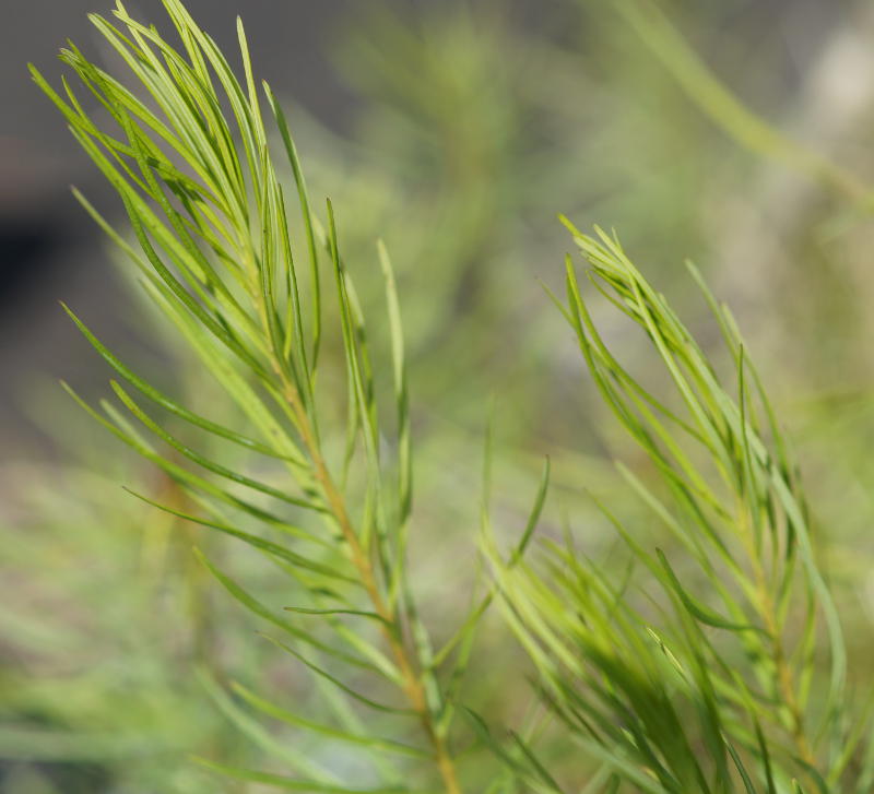 Amsonia hubrichtii - Amsonie, Blausternbusch, Röhrenstern