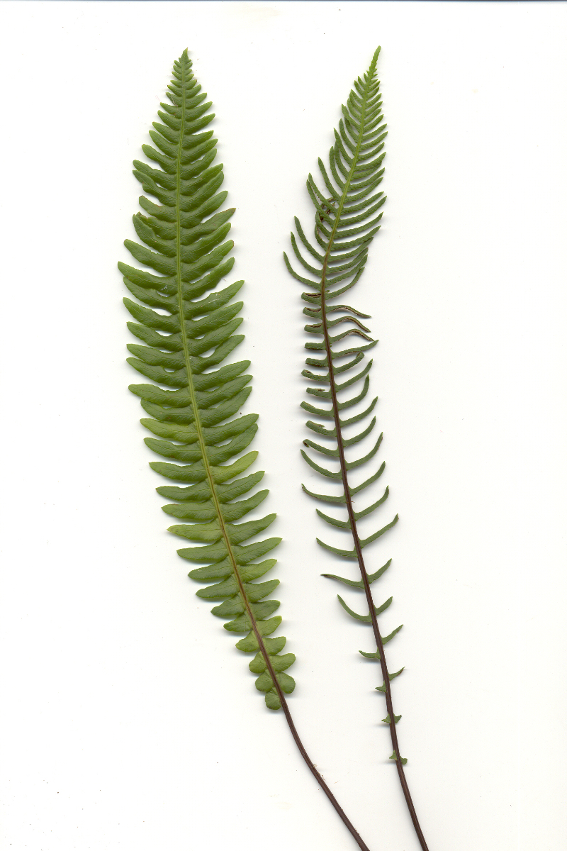 Blechnum spicant gen.