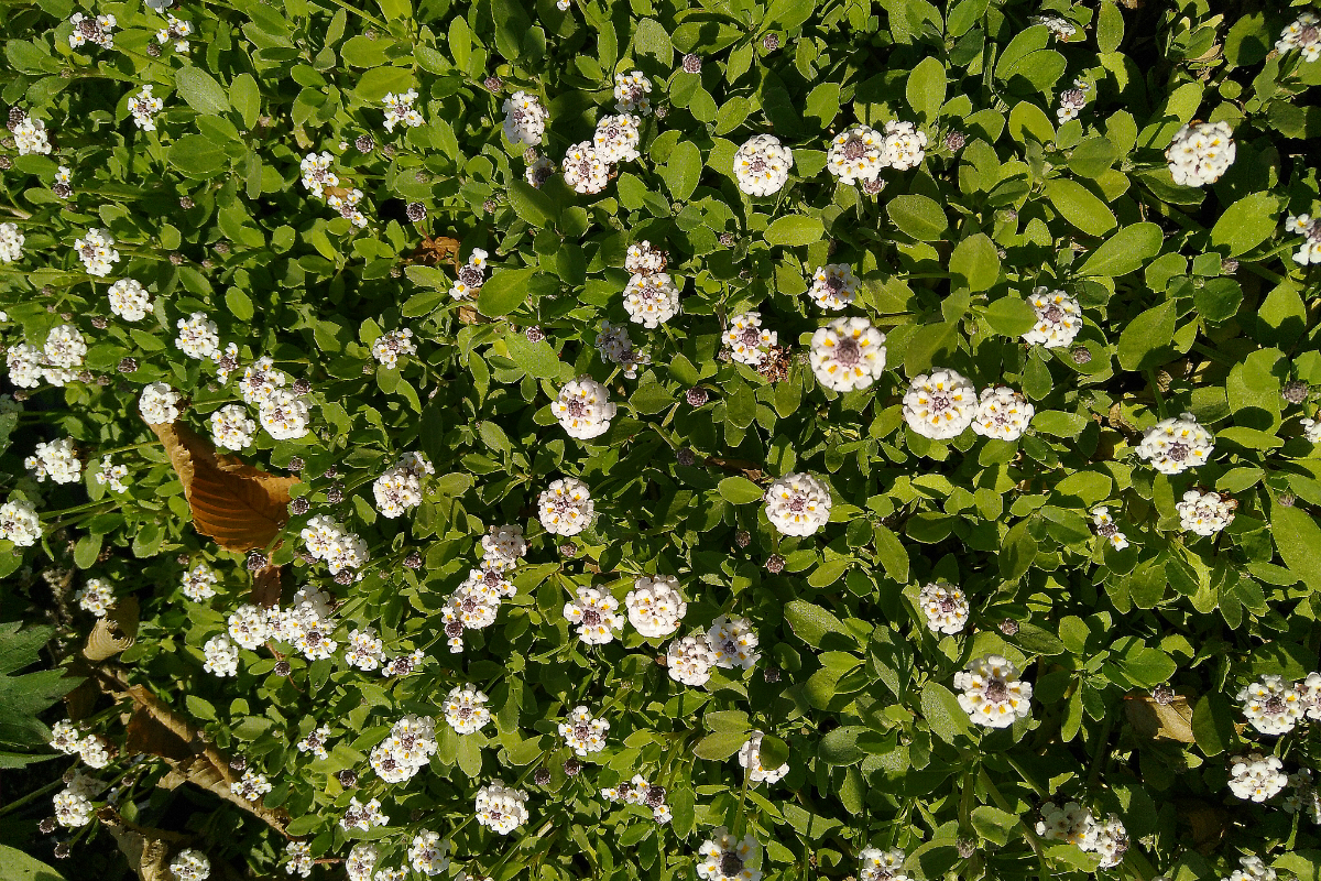 Phyla nodiflora 'Summer Pearls'
