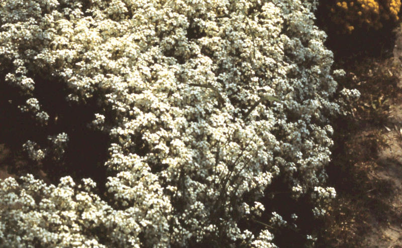 Arabis caucasica 'Schneehaube'