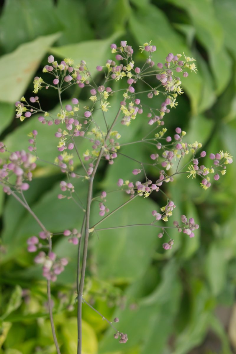 Thalictrum Hybride 'Elin' - Hohe Wiesenraute