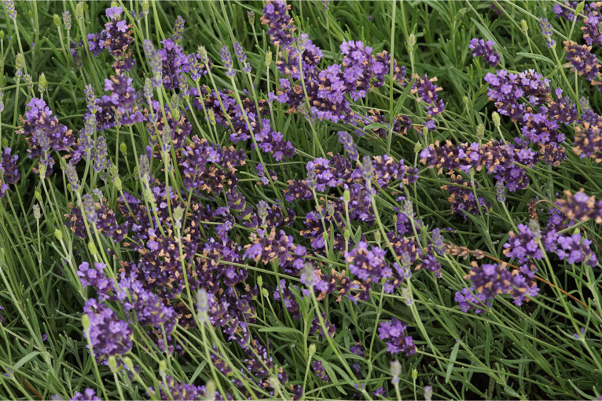 Lavandula angustifolia 'Munstead' - Lavendel