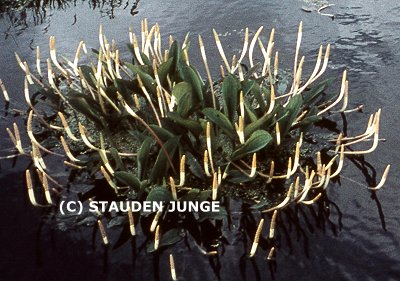 Orontium aquaticum