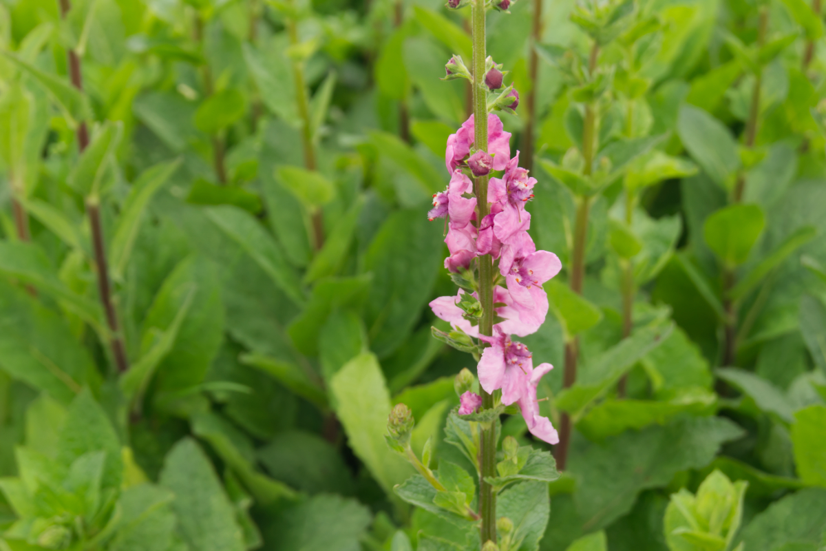 Verbascum Hybr.'Pink Domino' - Königskerze