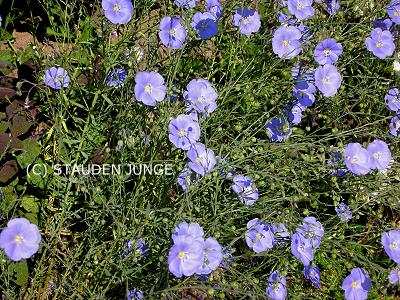 Linum perenne - Stauden-Lein