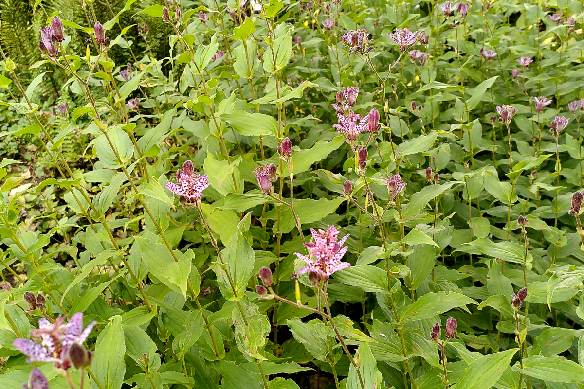 Tricyrtis hirta