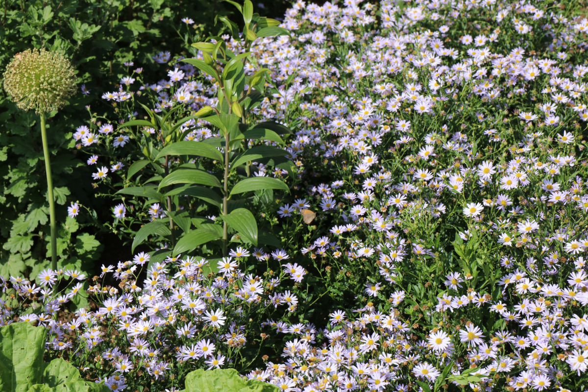 Kalimeris incisa 'Blue Star'