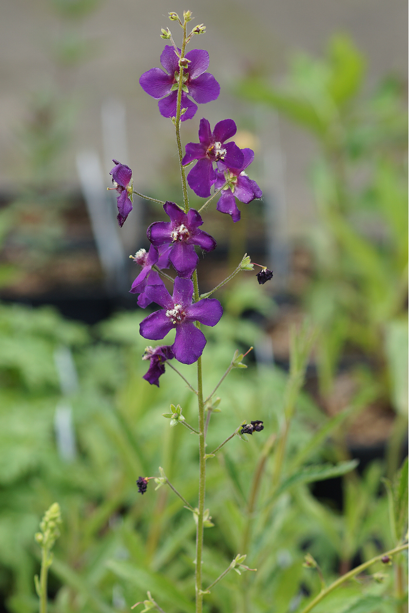 Verbascum phoeniceum 'Violetta'