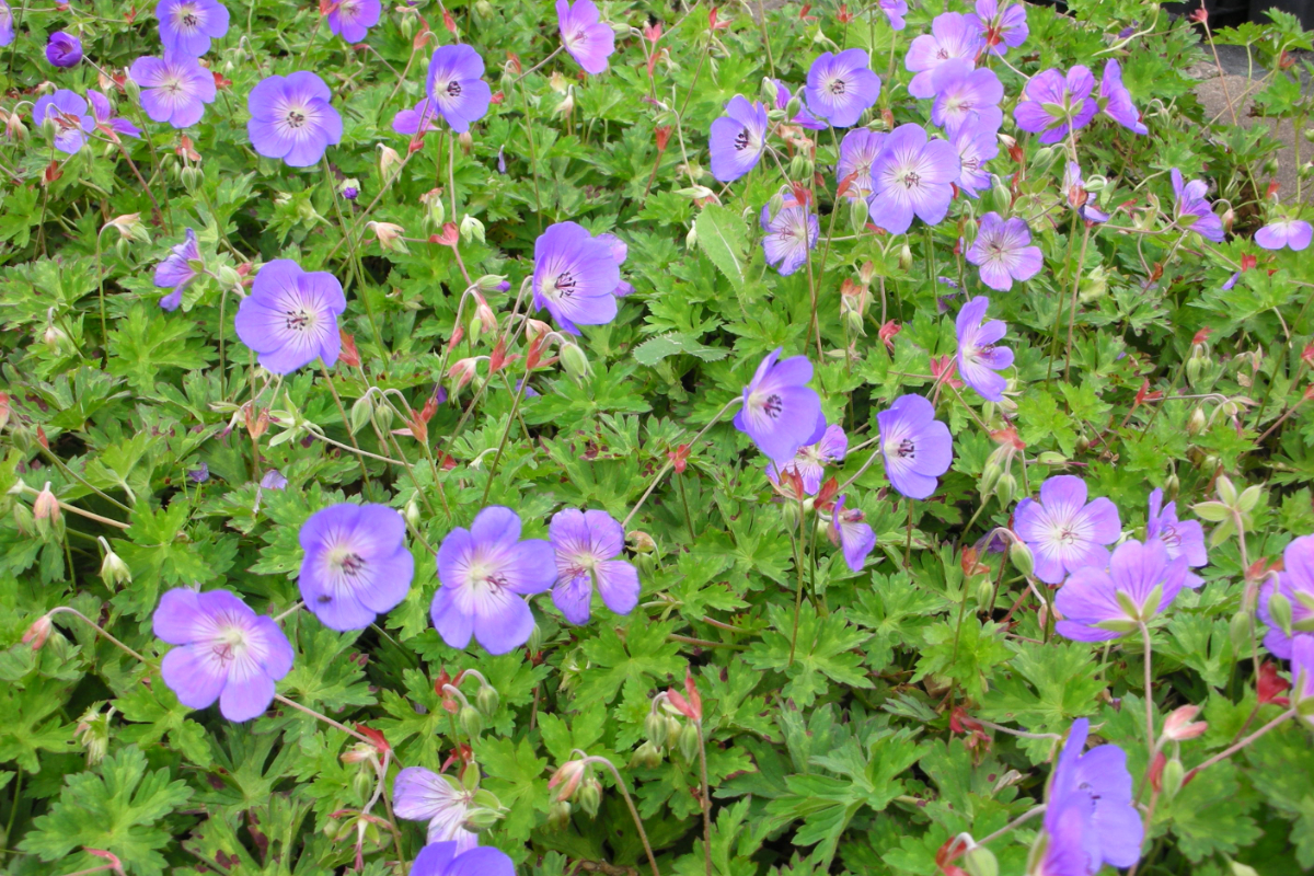 Geranium Hybride 'Rozanne' (R)