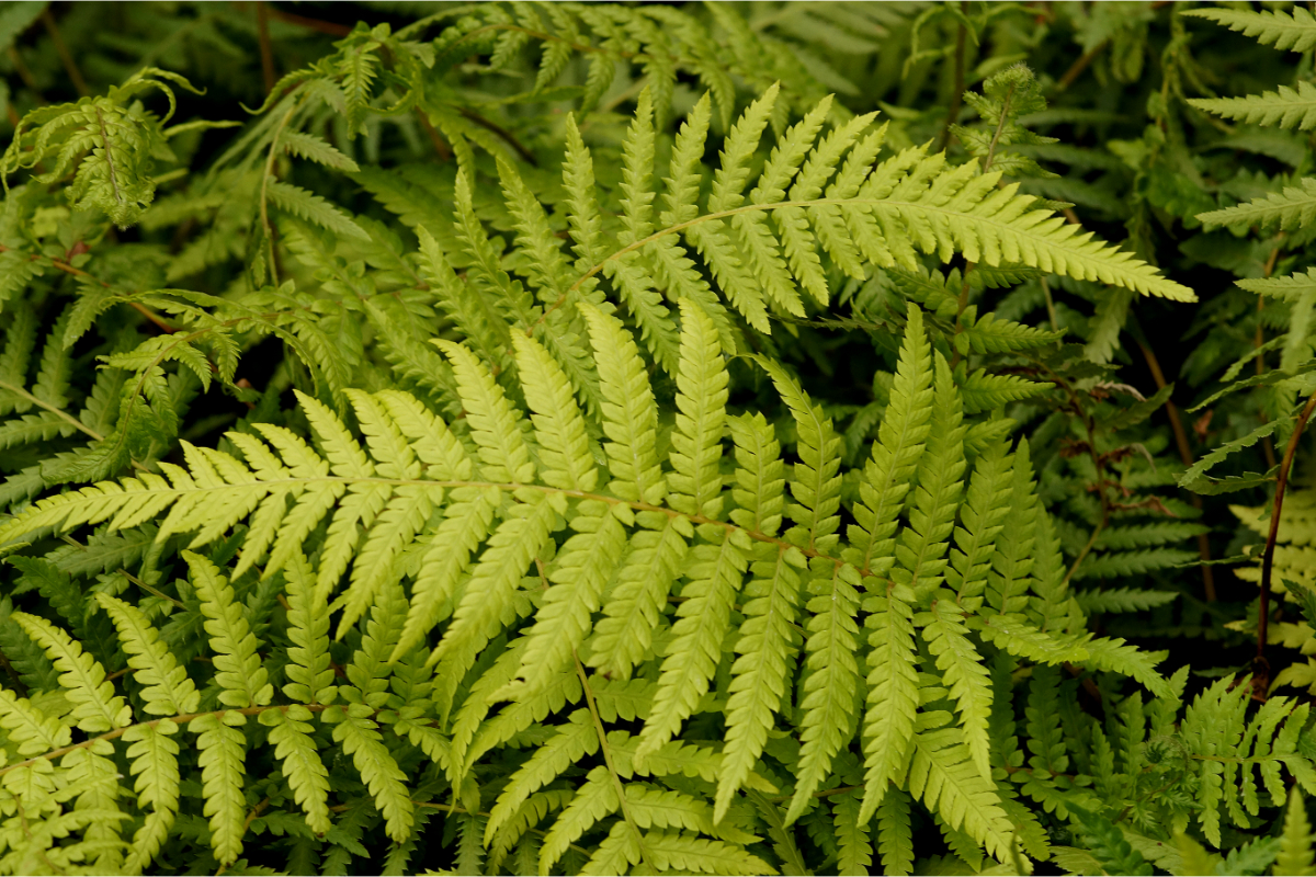 Dicksonia antarctica (gen.) - Weicher Baumfarn