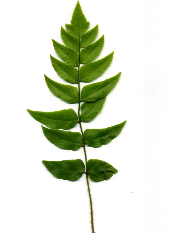 Cyrtomium hookerianum (gen.)