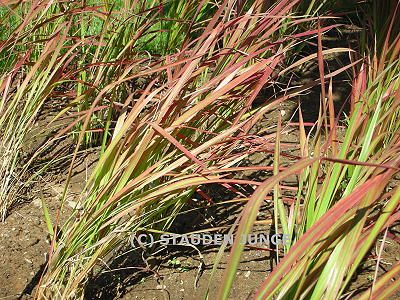 Imperata cylindrica 'Red Baron'