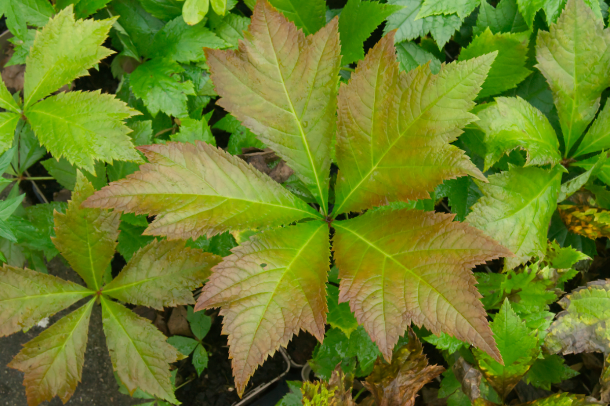 Rodgersia podophylla 'Rotlaub'