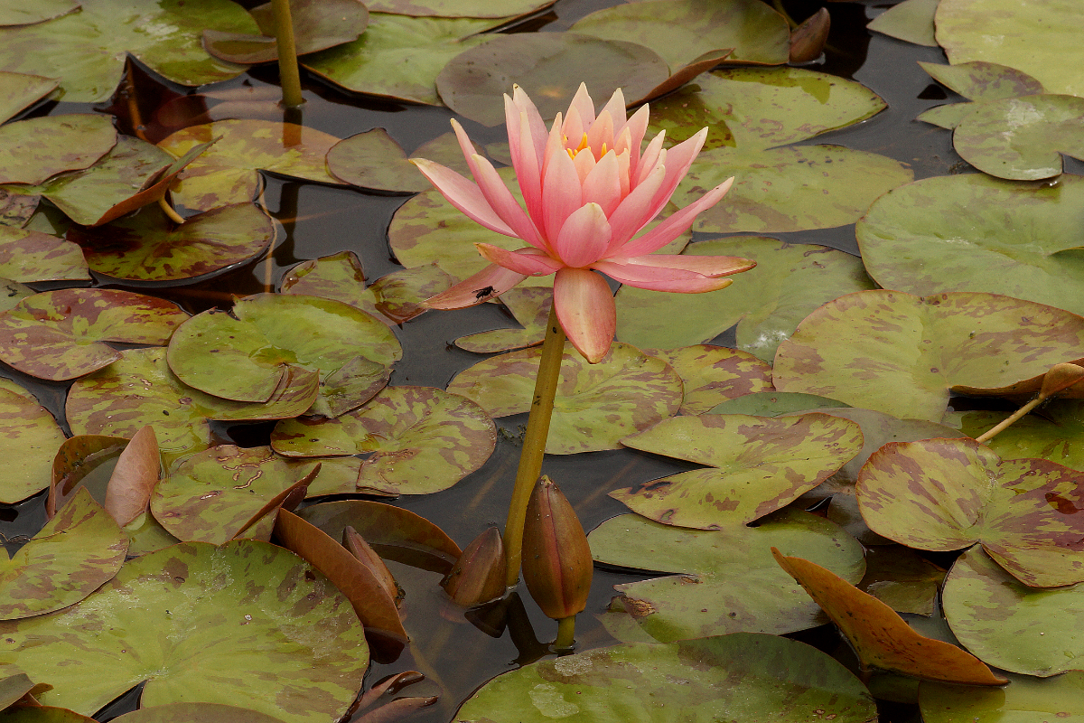 Nymphaea Hybride 'Colorado'