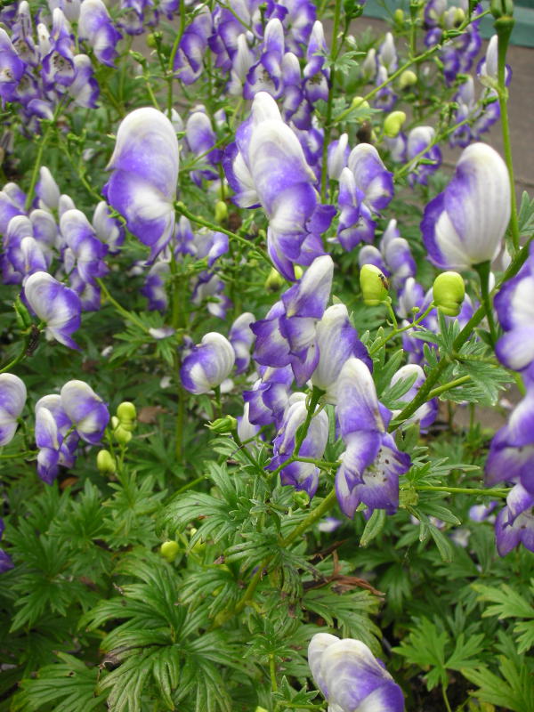Aconitum x cammarum 'Bicolor' - Zweifarbiger Eisenhut