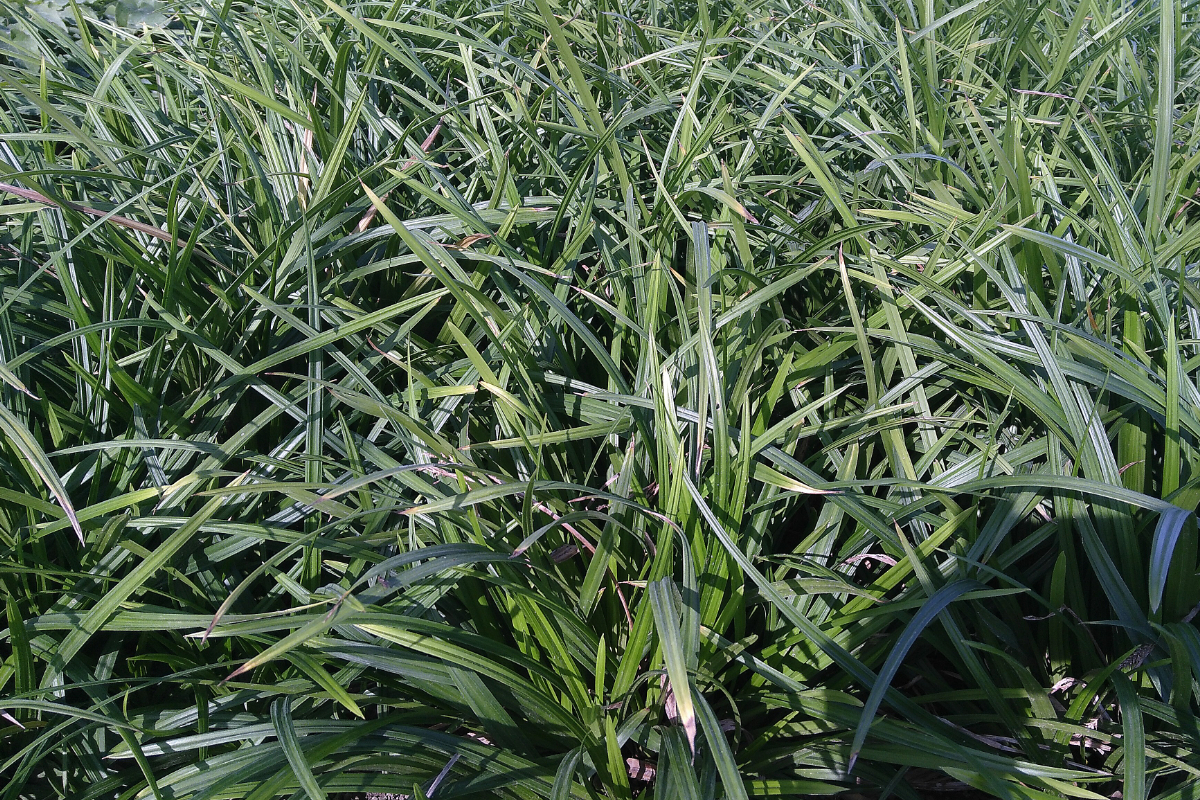 Carex foliosissima 'Irish Green' - Segge