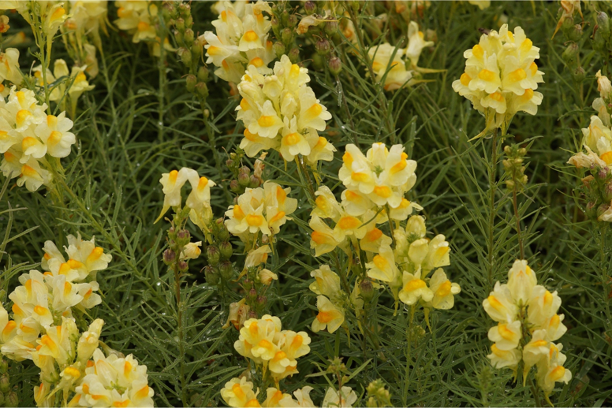 Linaria vulgaris