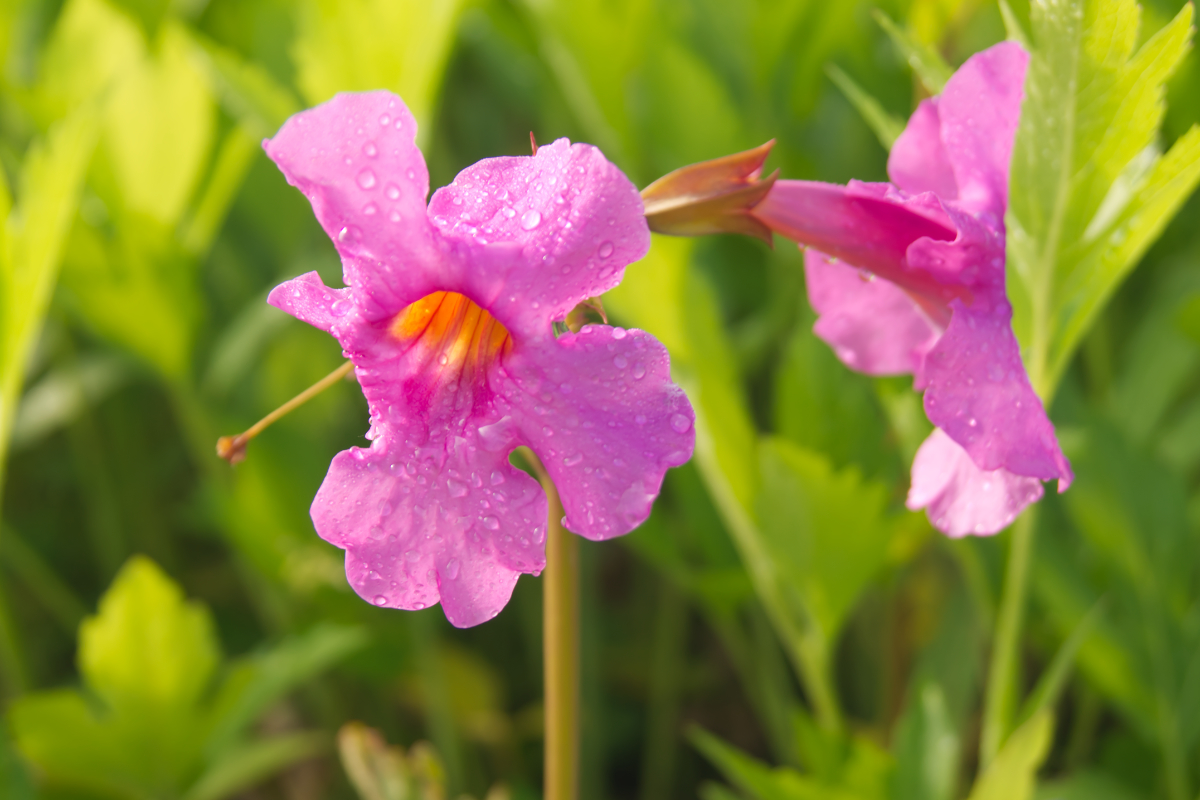 Incarvillea delavayi