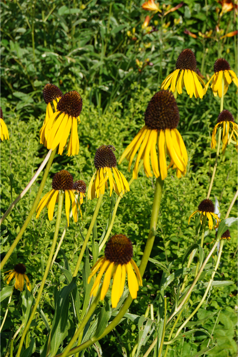 Echinacea paradoxa