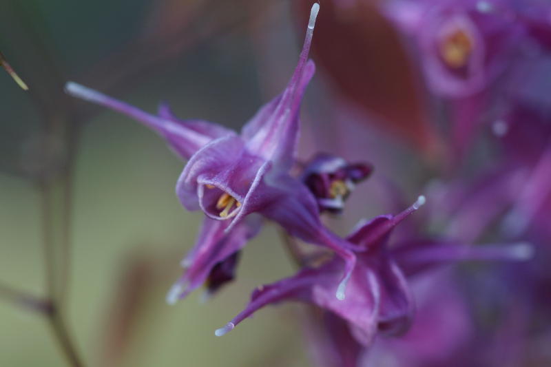 Epimedium grandiflorum 'Lilafee'