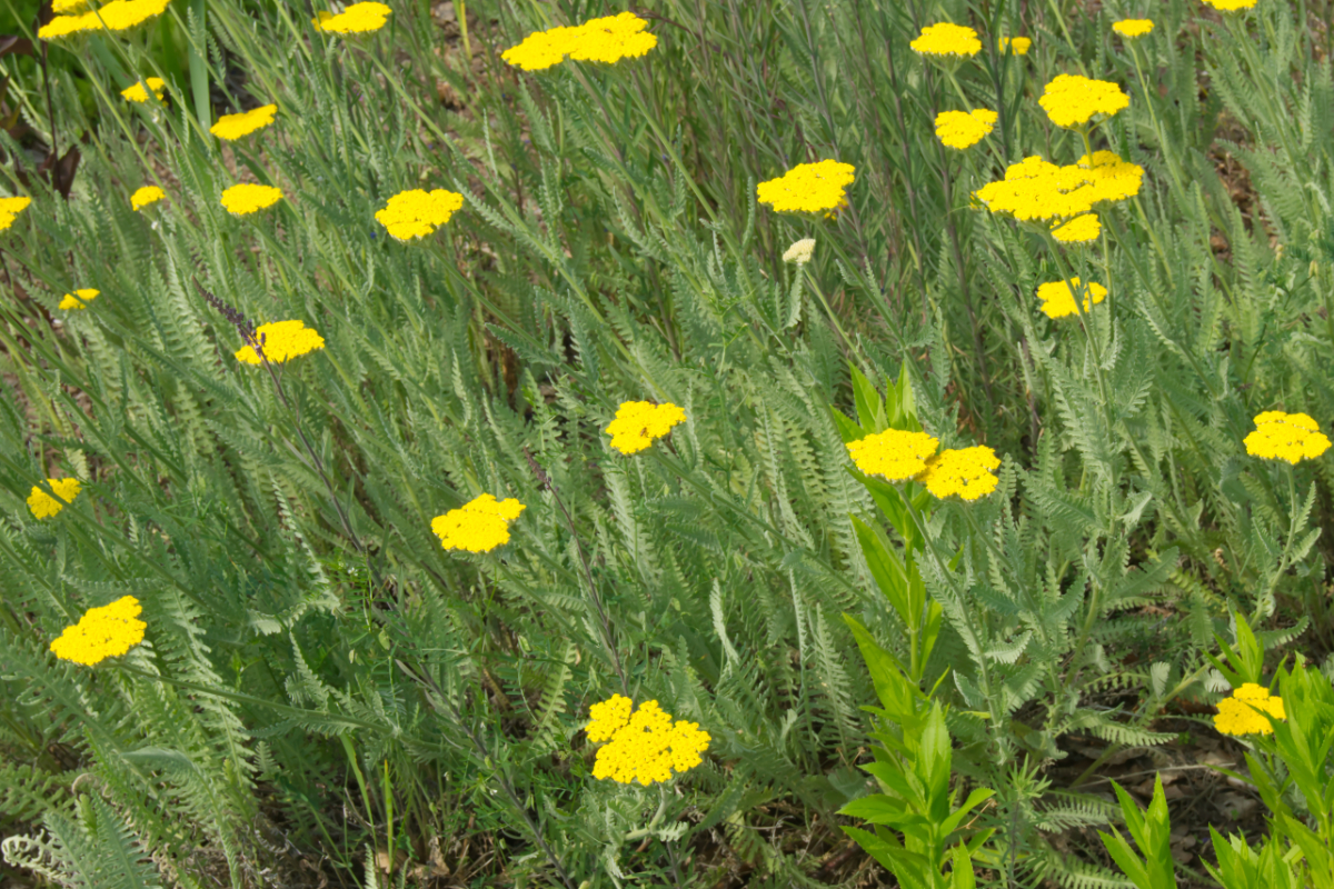 Achillea Filipendulina-Hybr. 'Coronation Gold'