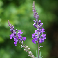 Linaria purpurea Linaria purpurea