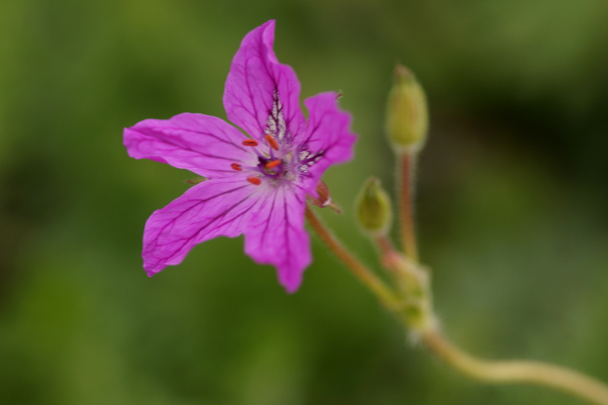 Erodium manescavii