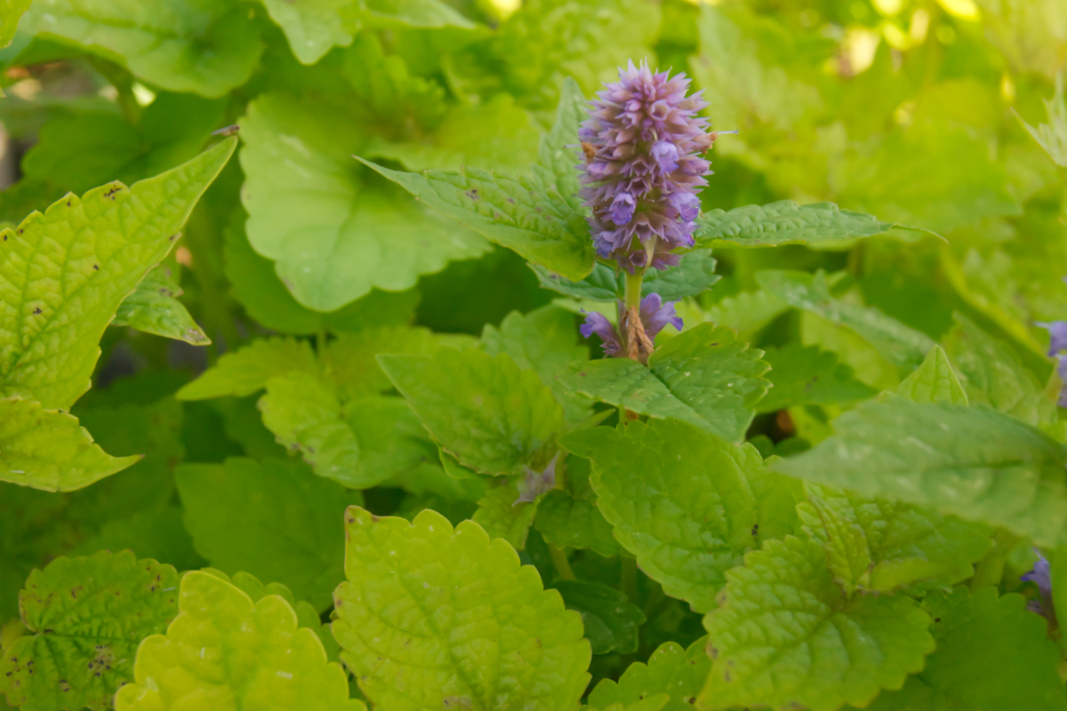Agastache rugosa 'Golden Jubilee'