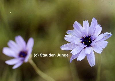 Catananche caerulea
