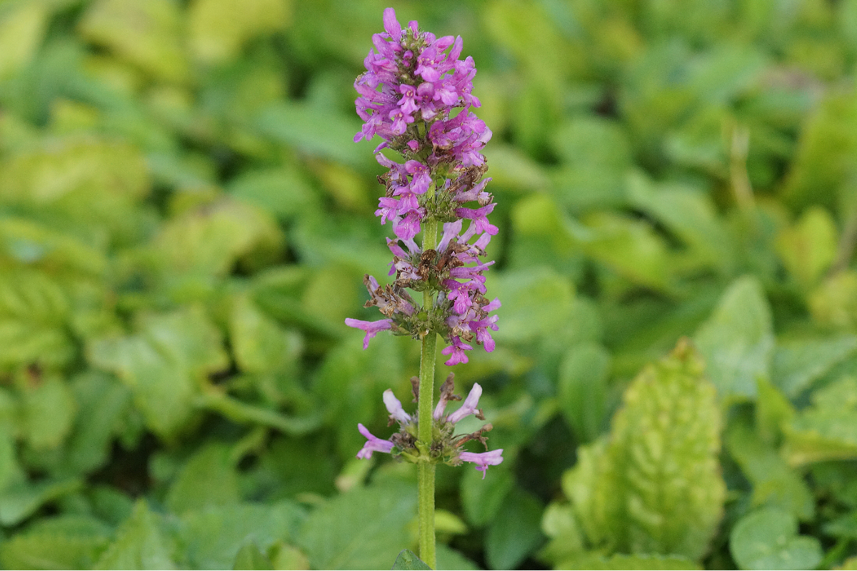 Betonica hirsuta 'Hummelo' (Stachys monnieri 'Hummelo') - Dichtblütiger Ziest