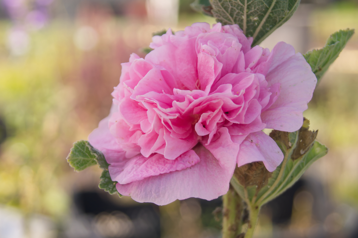 Alcea rosea 'Pleniflora', ROSA - Stockrose