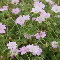 0719geranium-dreamland-teaser-klein_400x400.jpg