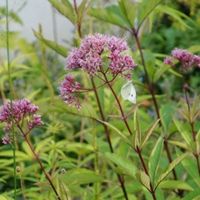 0914Eupatorium-thumb_400x400.jpg