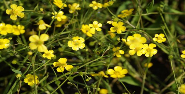 Ranunculus flammula