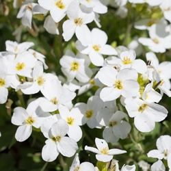 Arabis caucasica 'Schneehaube'