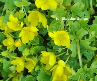lys_nummularia_(1)_650x330.jpg