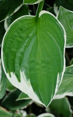 Hosta x fortunei 'Francee'