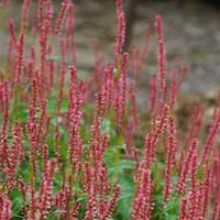 0914Bistorta-amplexicaulis-Firedance-thumb_400x400.jpg
