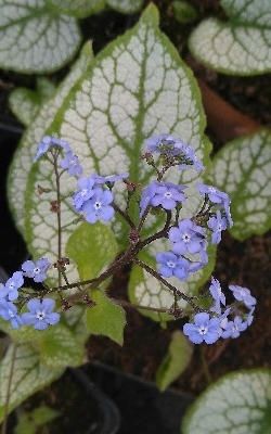 Brunnera macrophylla 'Jack Frost' (R)