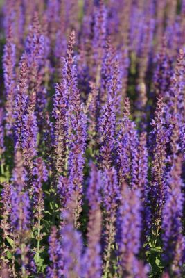 3salvia-ostfriesland-gross_400x400.jpg