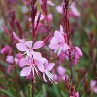0719Gaura-Siskiou-Pink-klein_400x400.jpg